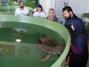Caretta carettalar için seferber oldular