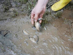 Kırkpınar'a sürüklenen balıklar nehre salındı