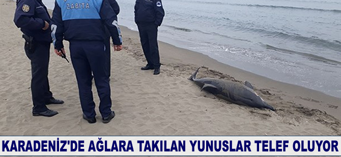 Karadeniz'de ağlara takılan yunuslar telef oluyor