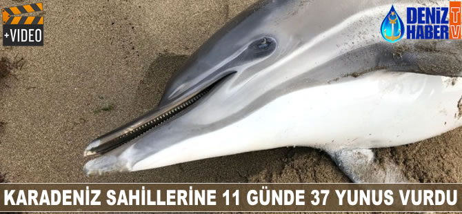 Karadeniz sahillerine, 11 günde 37 yunus vurdu