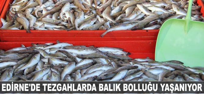 Edirne'de tezgahlarda balık bolluğu yaşanıyor