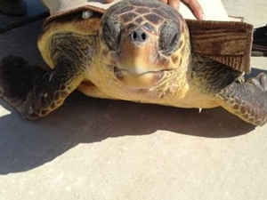 Hatay Dörtyol'daki sahilde yaralı caretta caretta bulundu