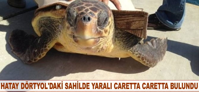 Hatay Dörtyol'daki sahilde yaralı caretta caretta bulundu