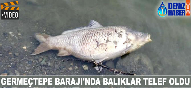 Germeçtepe Barajı’nda balıklar telef oldu