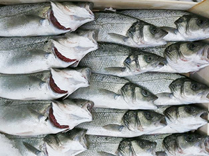 Bu sezonda tutulan balık yüzde 60 azaldı