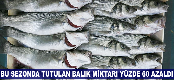 Bu sezonda tutulan balık yüzde 60 azaldı