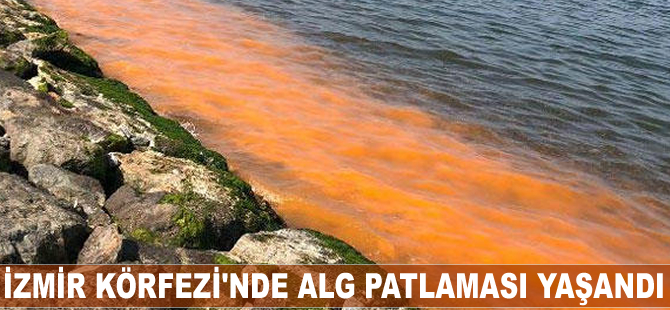 İzmir Körfezi'nde alg patlaması yaşandı