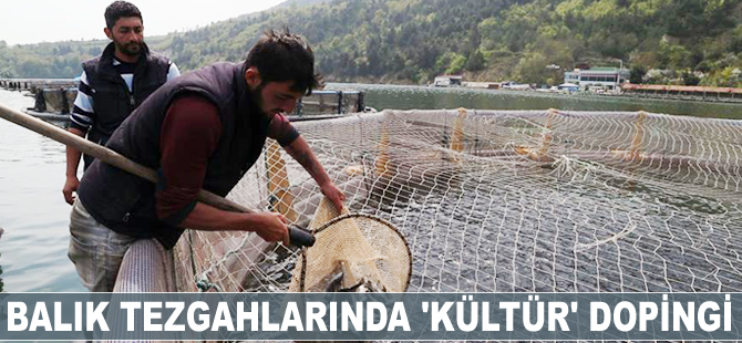 Balık tezgahlarına 'kültür' dopingi