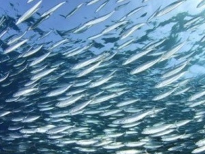 Karadeniz'deki balık popülasyonu giderek azalıyor