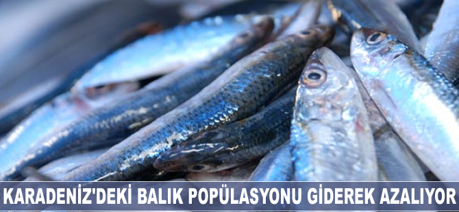 Karadeniz'deki balık popülasyonu giderek azalıyor