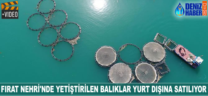 Fırat Nehri'nde yetiştirilen balıklar yurt dışına satılıyor