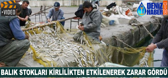 Balık stokları kirlilikten etkilenerek zarar gördü