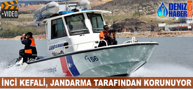 İnci kefali, jandarma tarafından korunuyor