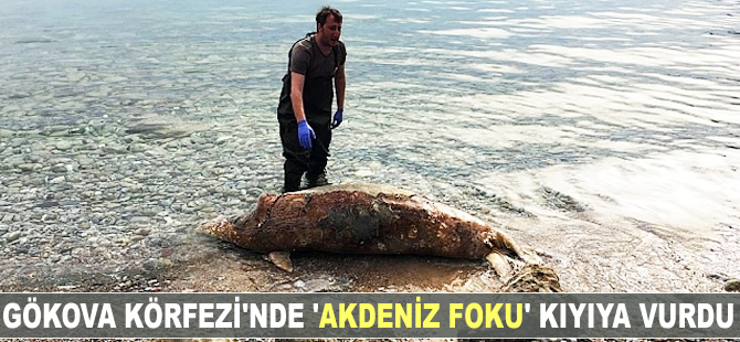 Gökova Körfezi'nde 'Akdeniz foku' kıyıya vurdu