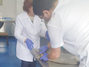 Seferhisar’da telen olan Akdeniz Foku hakkında açıklama yapıldı