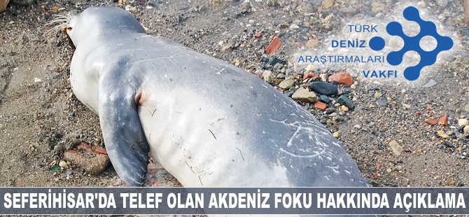 Seferhisar’da telen olan Akdeniz Foku hakkında açıklama yapıldı