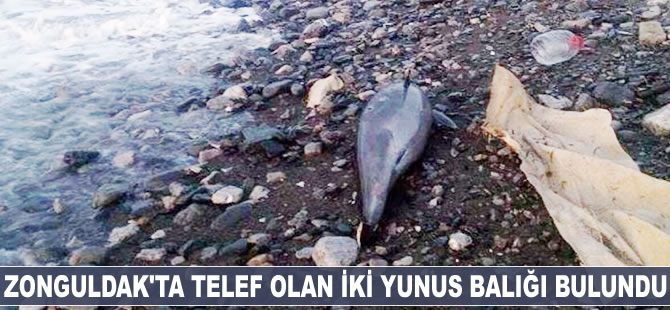 Zonguldak'ta telef olan iki yunus balığı bulundu