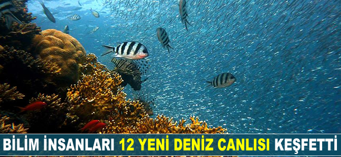Bilim insanları 12 yeni deniz canlısı keşfetti