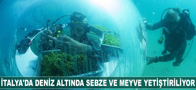 İtalya'da deniz altında sebze ve meyve yetiştiriliyor