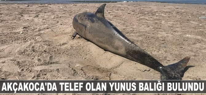 Akçakoca'da telef olan yunus balığı bulundu