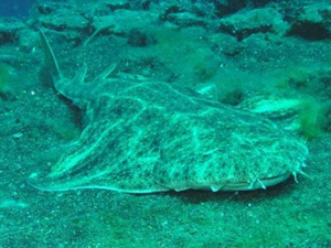 TÜDAV, 12 balık türünün koruma altına alınmasını sağladı