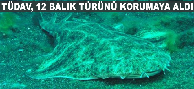 TÜDAV, 12 balık türünün koruma altına alınmasını sağladı