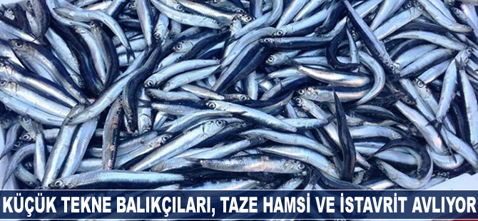 Küçük tekne balıkçıları, taze hamsi ve istavrit avlıyor