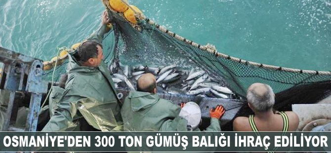 Osmaniye'den 300 ton gümüş balığı ihraç ediliyor