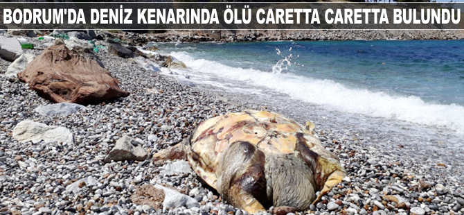 Bodrum'da deniz kenarında ölü caretta caretta bulundu