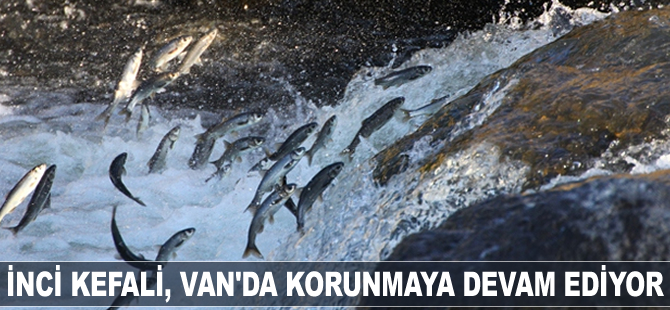 İnci kefali, Van'da korunmaya devam ediyor