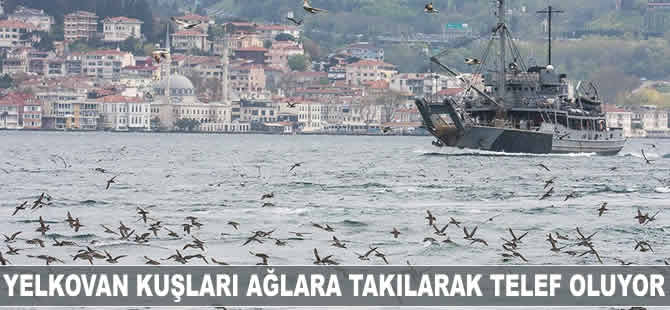 Yelkovan kuşları ağlara takılarak telef oluyor