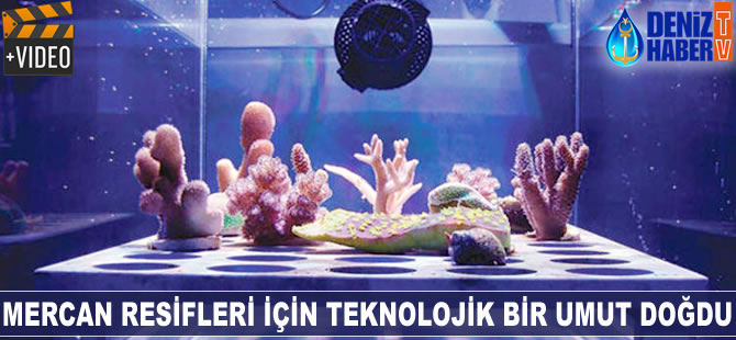 Mercan resifleri için teknolojik bir umut doğdu