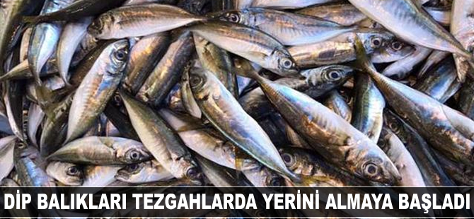 Dip balıkları tezgahlarda yerini almaya başladı