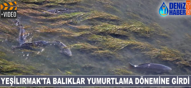 Yeşilırmak’ta balıklar yumurtlama dönemine girdi