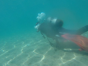 Bitez'de deniz dibi temizliği yapıldı