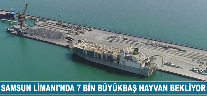 Samsun Limanı’nda 7 bin büyükbaş hayvan bekliyor