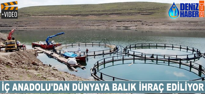 İç Anadolu'dan dünyaya balık ihraç ediyorlar
