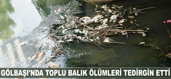 Gölbaşı'nda toplu balık ölümleri tedirgin etti