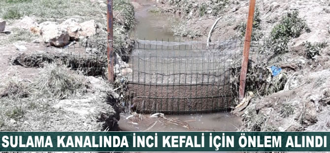 Sulama kanalında inci kefali için önlem alındı