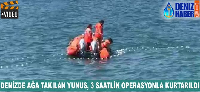 Denizde ağa takılan yunus, üç saatlik operasyonla kurtarıldı