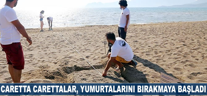 Caretta carettalar, İztuzu Sahili'ne yumurtalarını bırakmaya başladı