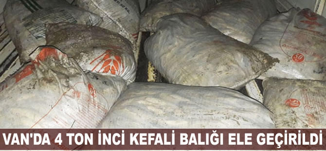 Van'da 4 ton 800 kilo inci kefali ele geçirildi