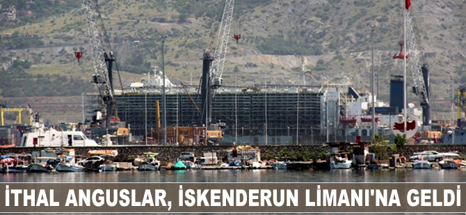 İthal anguslar İskenderun Limanı'na geldi
