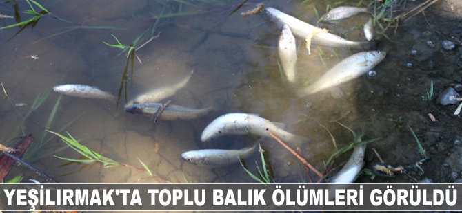 Yeşilırmak'ta toplu balık ölümleri görüldü