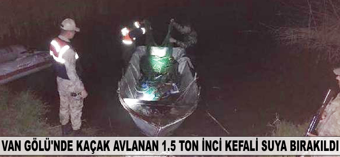 Van Gölü'nde kaçak avlanan 1.5 ton inci kefali suya bırakıldı