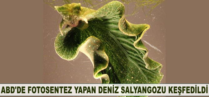 ABD'de fotosentez yapan deniz salyangozu keşfedildi