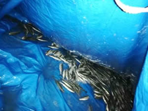 Van'da 750 kilo inci kefali balığı ele geçirildi