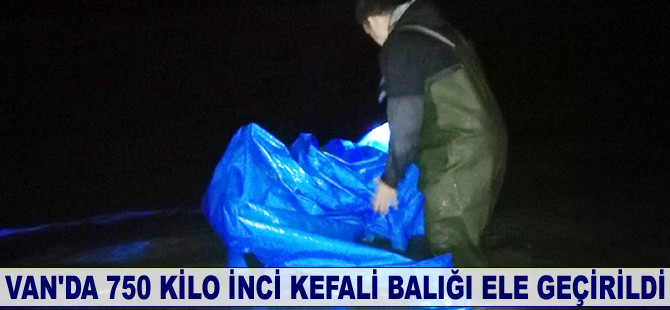 Van'da 750 kilo inci kefali balığı ele geçirildi