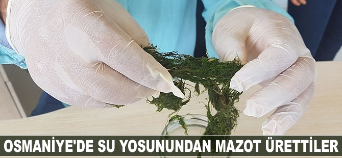 Osmaniye'de su yosunundan mazot ürettiler