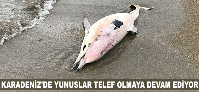 Karadeniz'de yunuslar telef olmaya devam ediyor